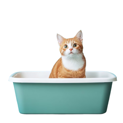 cat health