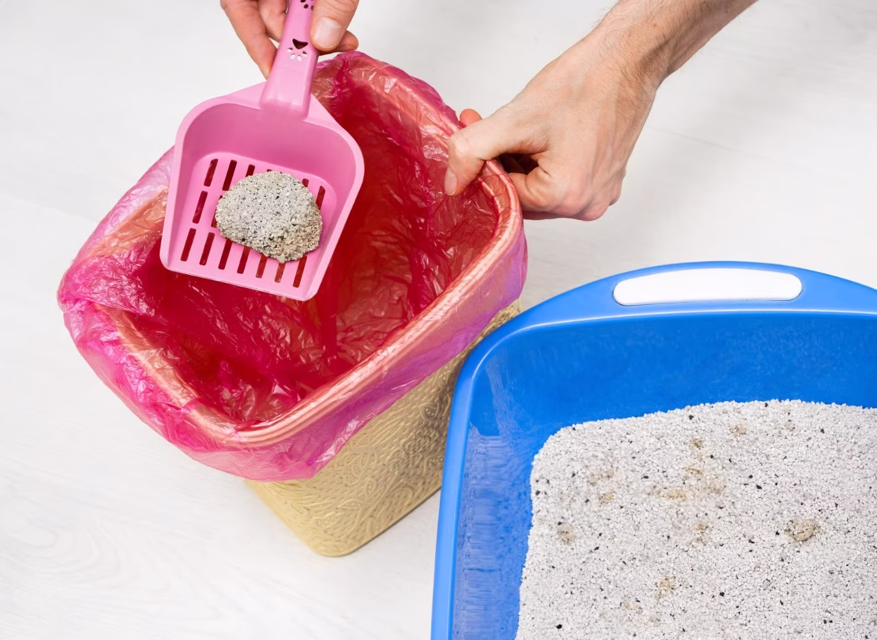 Tested and Trusted: Why Ultra Clumping Cat Litter Stands Out